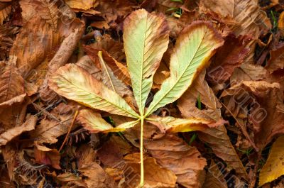 autumn