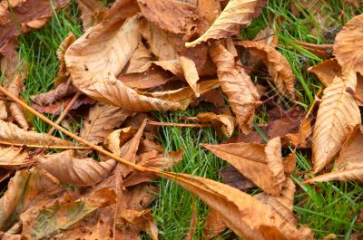 autumn