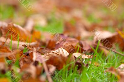 autumn