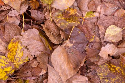 autumn