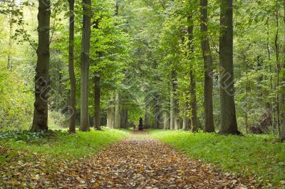 autumn in the park