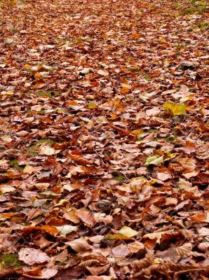 autumn in the park