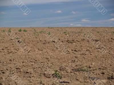 The ploughed field in hot day