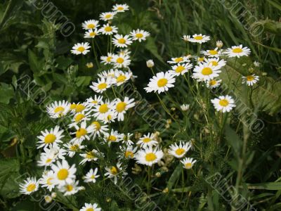 Flowering of camomiles