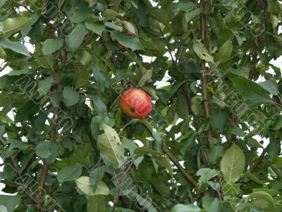 Last ripened apple in autumn to a garden