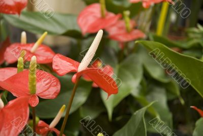 anthurium