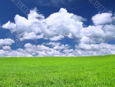 bright meadow