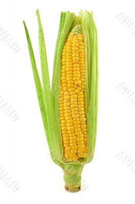 corn cob