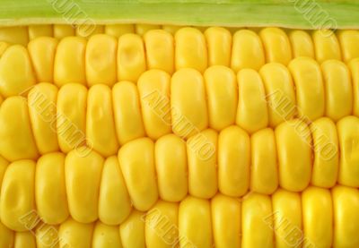 corn cob background