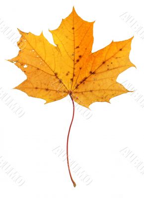 maple leaf