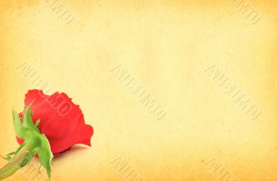 paper with rose motive