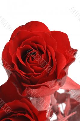 red rose