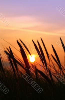 summer rushes