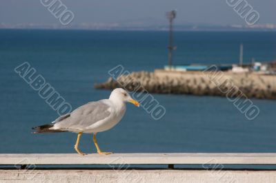 Seagull walking by the sea