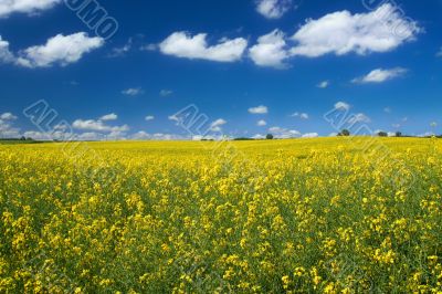 canola field with cumulus clouds #2