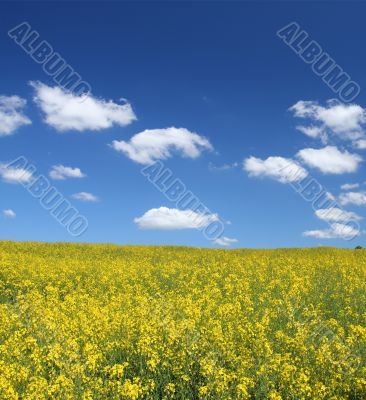 canola field with cumulus clouds