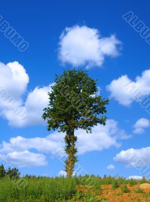 lonely tree