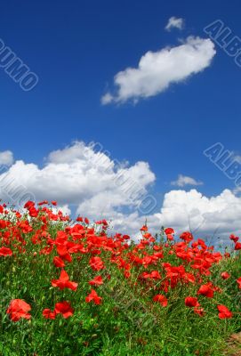 red poppies