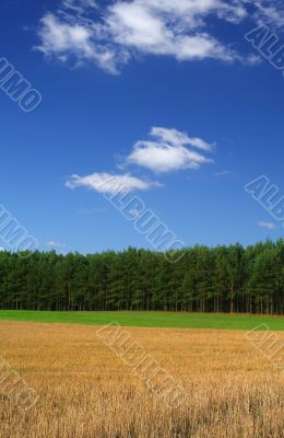 rye field