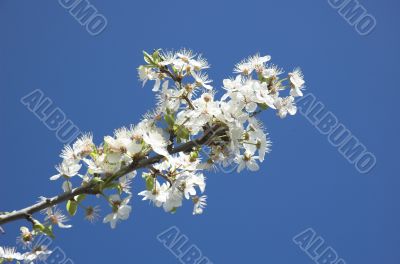 Blossom