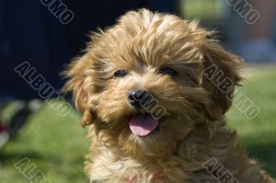 Ruby the Cavoodle