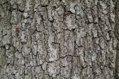 tree bark