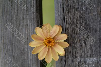 yellow daisy