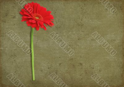 gerbera against rough background