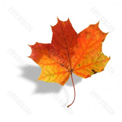multicolored maple leaf with shadow