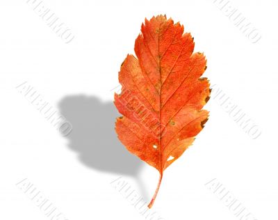 fall leaf with shadow on white