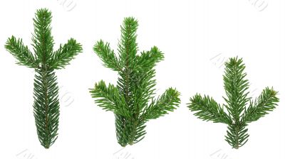 design elements - isolated spruce twigs XXL image
