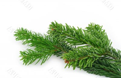 spruce twig on white