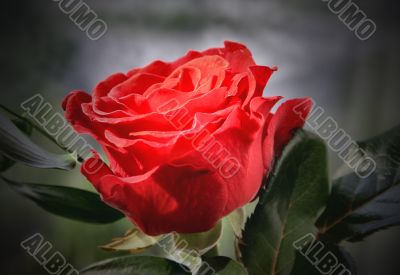 romantic rose
