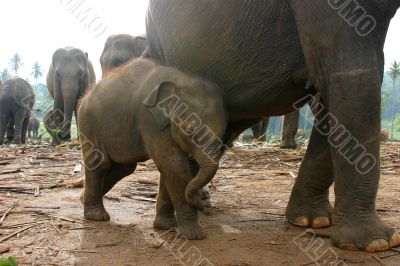 Baby elephant