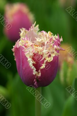 Special tulip at the Keukenhof
