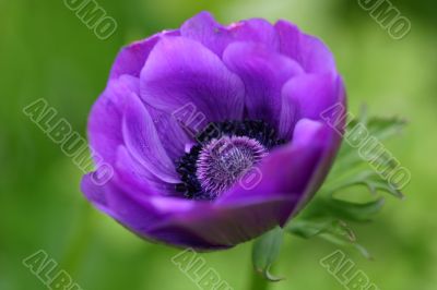 Anemone blanda