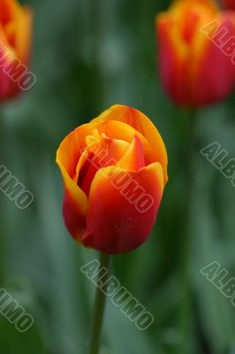 Prety tulip