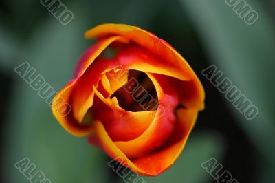 Pretty tulip