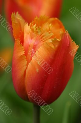 Orange tulip