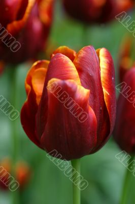 Tulip in closeup