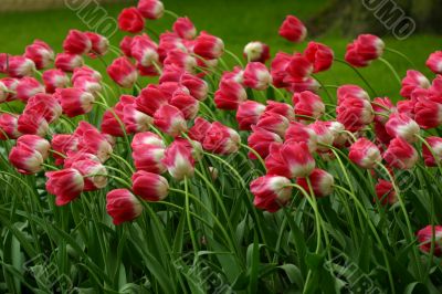 Field of tulips