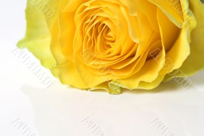 Rose with reflection