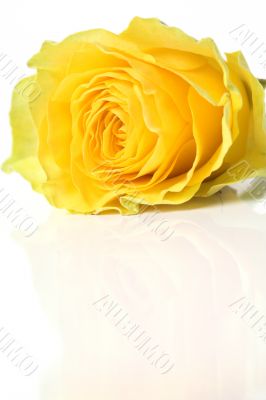 Beautiful yellow rose