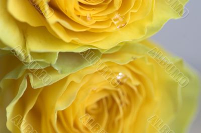 Yellow rose