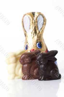 Curious chocolate bunny