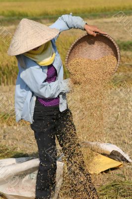 Working on the ricefield