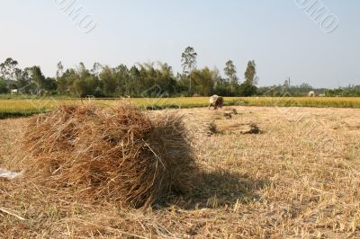 Working in the ricefields