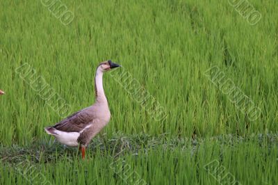 Goose in ricefield