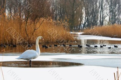 Swan in a winter landscape