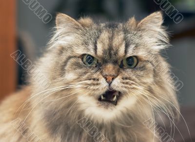persian cat